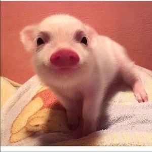 Meet your Posher, Meagan